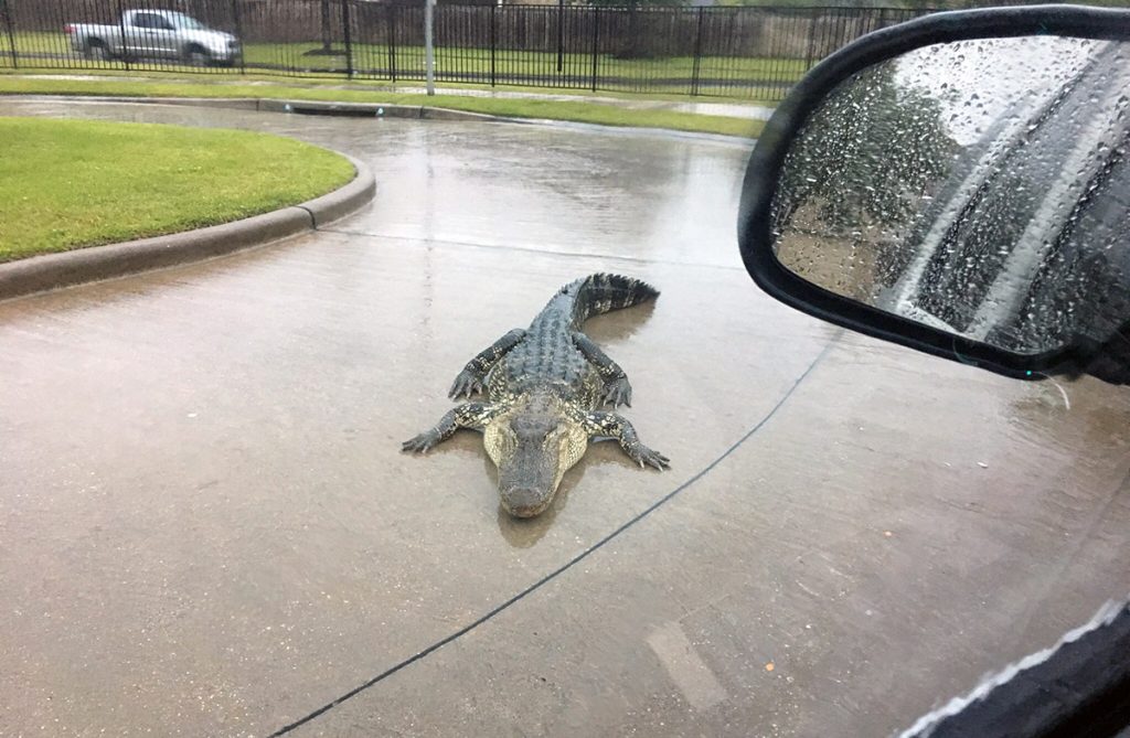 A stray alligator, out on Houston's streets
