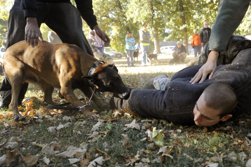 Police Dog Grab and Hold Training