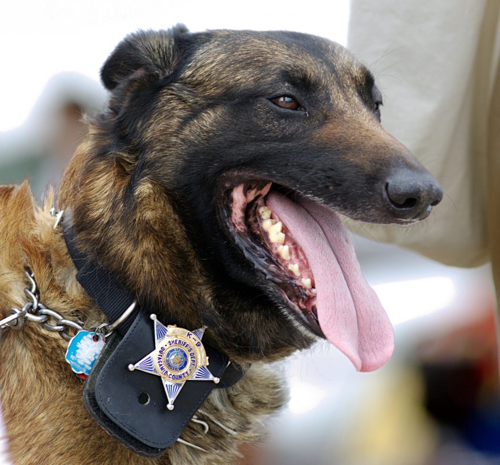 Wisconsin Police Dog
