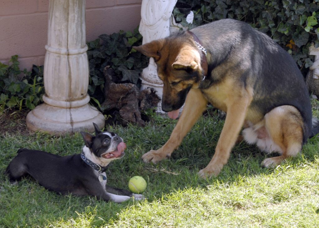 Alsatian and French Bulldog playing with tennis ball