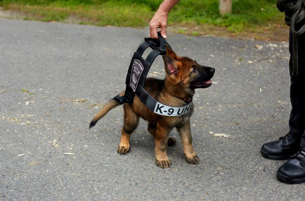 Alsatian Puppy wearing police dog harness